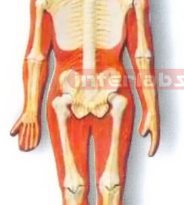 HANGING HUMAN SKELETAL NERVES SYSTEM MODEL Manufacturers and Suppliers From Ambala India