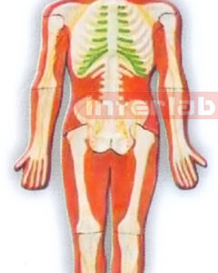 MAGNET-HANGING HUMAN SKELETAL SYSTEM MODEL Manufacturers and Suppliers From Ambala India