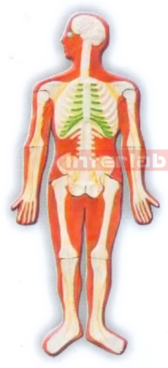 MAGNET-HANGING HUMAN SKELETAL SYSTEM MODEL Manufacturers and Suppliers From Ambala India