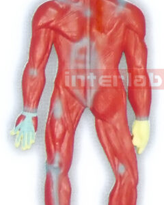 MAGNET-HANGING HUMAN MUSCLES SYSTEM MODEL Manufacturers and Suppliers From Ambala India