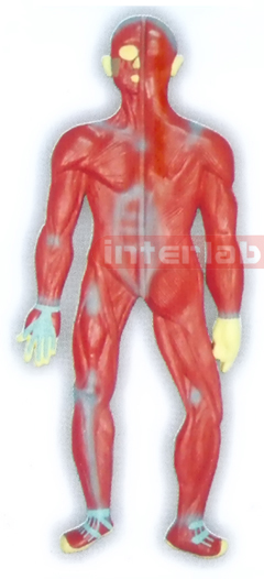 MAGNET-HANGING HUMAN MUSCLES SYSTEM MODEL Manufacturers and Suppliers From Ambala India