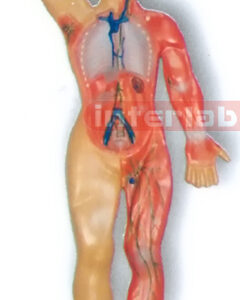 MAGNET-HANGING HUMAN LYMPHATIC SYSTEM MODEL Manufacturers and Suppliers From Ambala India