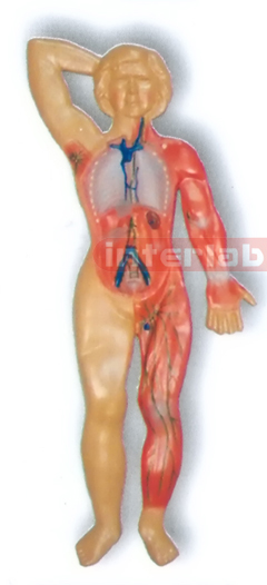 MAGNET-HANGING HUMAN LYMPHATIC SYSTEM MODEL Manufacturers and Suppliers From Ambala India