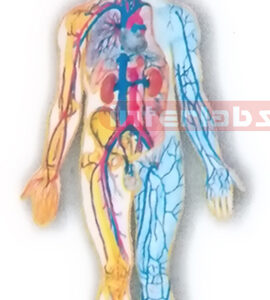 HITCH-HANGING HUMAN BLOOD FULL CIRCULATION SYSTEM MODEL Manufacturers and Suppliers From Ambala India
