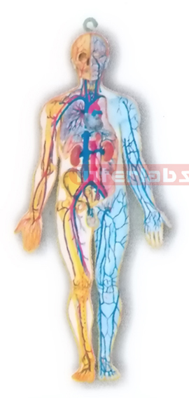 HITCH-HANGING HUMAN BLOOD FULL CIRCULATION SYSTEM MODEL Manufacturers and Suppliers From Ambala India