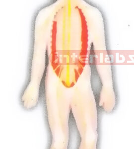 HITCH-HANGING HUMAN SKELETAL NERVE SYSTEM MODEL Manufacturers and Suppliers From Ambala India