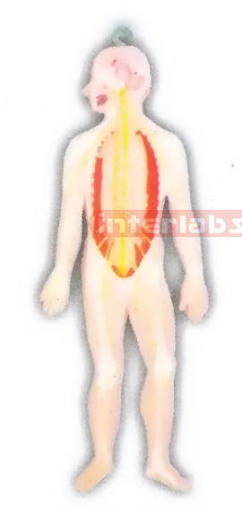 HITCH-HANGING HUMAN SKELETAL NERVE SYSTEM MODEL Manufacturers and Suppliers From Ambala India