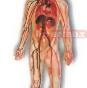 HITCH-HANGING HUMAN BLOOD ARTERY CIRCULATION SYSTEM MODEL Manufacturers and Suppliers From Ambala India
