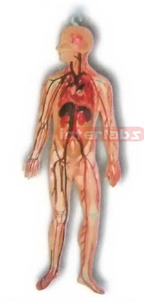 HITCH-HANGING HUMAN BLOOD ARTERY CIRCULATION SYSTEM MODEL Manufacturers and Suppliers From Ambala India