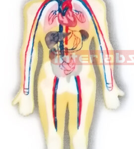 HANGING HUMAN BLOOD FULL CIRCULATION SYSTEM MODEL Manufacturers and Suppliers From Ambala India