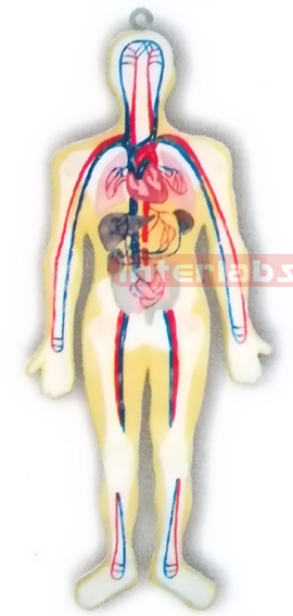 HANGING HUMAN BLOOD FULL CIRCULATION SYSTEM MODEL Manufacturers and Suppliers From Ambala India
