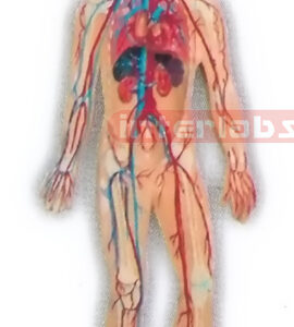 HANGING HUMAN VEIN BLOOD CIRCULATION MODEL Manufacturers and Suppliers From Ambala India