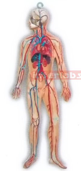 HANGING HUMAN VEIN BLOOD CIRCULATION MODEL Manufacturers and Suppliers From Ambala India