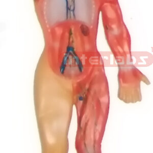 HITCH HANGING HUMAN LYMPHATIC SYSTEM MODEL Manufacturers and Suppliers From Ambala India