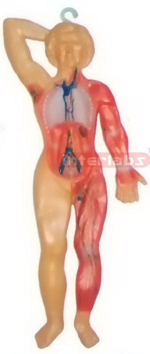HITCH HANGING HUMAN LYMPHATIC SYSTEM MODEL Manufacturers and Suppliers From Ambala India