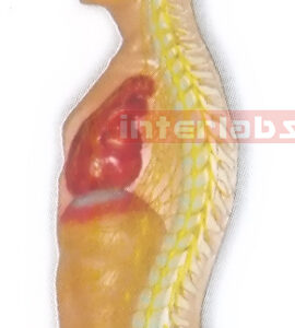 HITCH-HANGING MALE HUMAN AUTONOMIC NERVOUS SYSTEM MODEL Manufacturers and Suppliers From Ambala India
