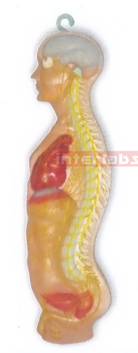 HITCH-HANGING MALE HUMAN AUTONOMIC NERVOUS SYSTEM MODEL Manufacturers and Suppliers From Ambala India