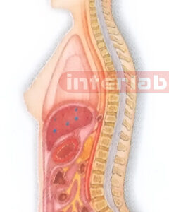 HITCH-HANGING FEMALE HUMAN AUTONOMIC NERVOUS SYSTEM MODEL Manufacturers and Suppliers From Ambala India