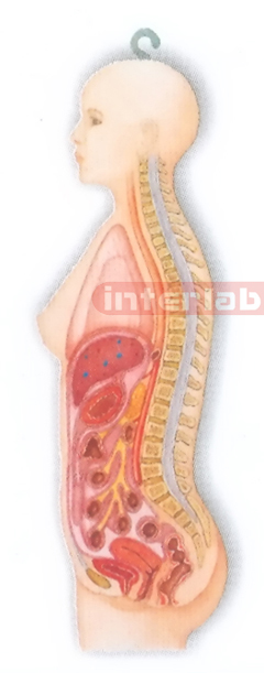 HITCH-HANGING FEMALE HUMAN AUTONOMIC NERVOUS SYSTEM MODEL Manufacturers and Suppliers From Ambala India