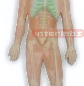 HITCH-HANGING HUMAN SKELETON SYSTEM MODEL Manufacturers and Suppliers From Ambala India