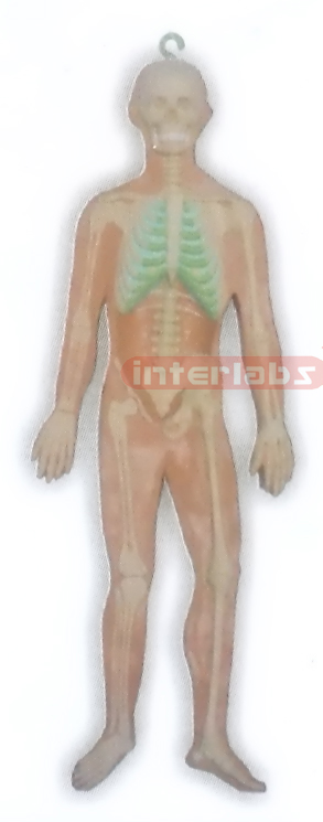 HITCH-HANGING HUMAN SKELETON SYSTEM MODEL Manufacturers and Suppliers From Ambala India