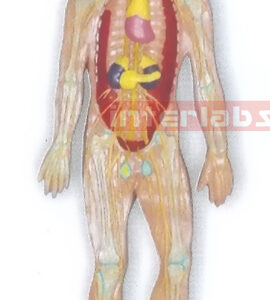 MAGNET-HANGING HUMAN ENDOCRINE SYSTEM MODEL Manufacturers and Suppliers From Ambala India