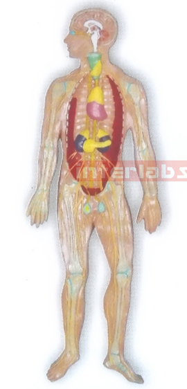 MAGNET-HANGING HUMAN ENDOCRINE SYSTEM MODEL Manufacturers and Suppliers From Ambala India
