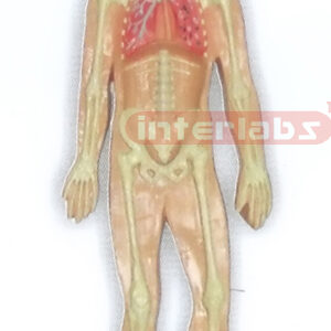 HITCH-HANGING HUMAN SKELETAL RESPIRATORY SYSTEM MODEL Manufacturers and Suppliers From Ambala India