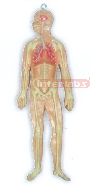 HITCH-HANGING HUMAN SKELETAL RESPIRATORY SYSTEM MODEL Manufacturers and Suppliers From Ambala India