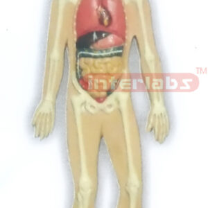 HITCH-HANGING HUMAN ORGANS SYSTEM MODEL Manufacturers and Suppliers From Ambala India