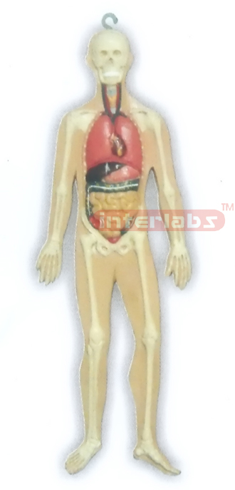HITCH-HANGING HUMAN ORGANS SYSTEM MODEL Manufacturers and Suppliers From Ambala India