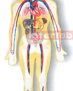 MAGNET-HANGING HUMAN BLOOD CIRCULATION SYSTEM MODEL Manufacturers and Suppliers From Ambala India