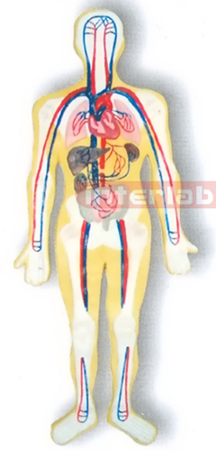 MAGNET-HANGING HUMAN BLOOD CIRCULATION SYSTEM MODEL Manufacturers and Suppliers From Ambala India