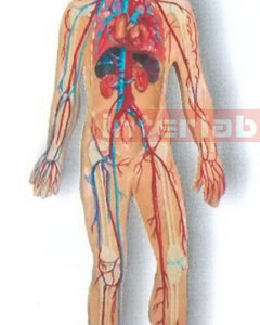 MAGNET-HANGING HUMAN VEIN CIRCULATION SYSTEM MODEL Manufacturers and Suppliers From Ambala India