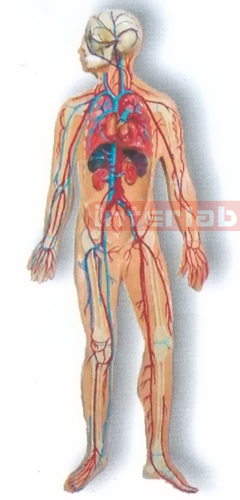 MAGNET-HANGING HUMAN VEIN CIRCULATION SYSTEM MODEL Manufacturers and Suppliers From Ambala India