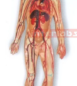 MAGNET-HANGING HUMAN ARTERY CIRCULATION SYSTEM MODEL Manufacturers and Suppliers From Ambala India