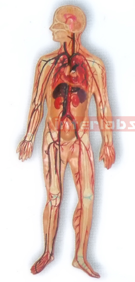 MAGNET-HANGING HUMAN ARTERY CIRCULATION SYSTEM MODEL Manufacturers and Suppliers From Ambala India