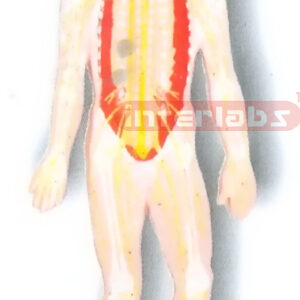 MAGNET-HANGING HUMAN NERVOUS SYSTEM MODEL Manufacturers and Suppliers From Ambala India