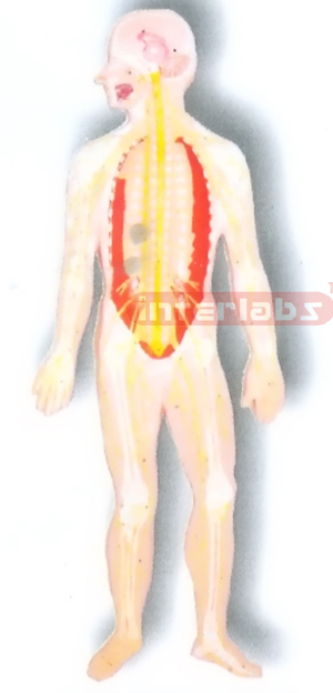 MAGNET-HANGING HUMAN NERVOUS SYSTEM MODEL Manufacturers and Suppliers From Ambala India