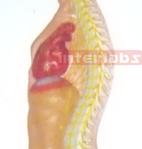 SMALL HANGING MALE HUMAN AUTONOMIC NERVOUS SYSTEM MODEL Manufacturers and Suppliers From Ambala India