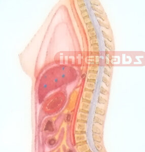 SMALL HANGING FEMALE HUMAN AUTONOMIC NERVOUS SYSTEM MODEL Manufacturers and Suppliers From Ambala India