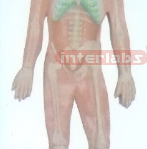 SMALL HANGING HUMAN SKELETON SYSTEM MODEL Manufacturers and Suppliers From Ambala India