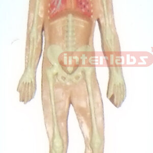 SMALL HUMAN SKELETON RESPIRATORY SYSTEM MODEL Manufacturers and Suppliers From Ambala India