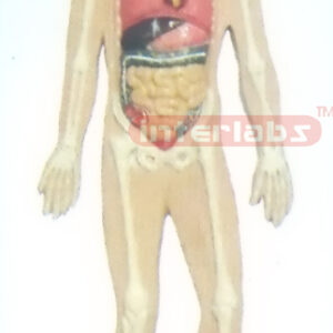 SMALL HANGING HUMAN ORGANS SYSTEM MODEL Manufacturers and Suppliers From Ambala India
