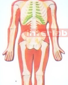 SMALL HANGING HUMAN SKELETAL NERVES SYSTEM MODEL Manufacturers and Suppliers From Ambala India