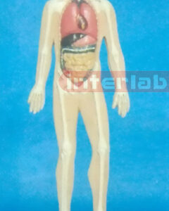 SMALL HUMAN ORGANS SYSTEM MODEL Manufacturers and Suppliers From Ambala India