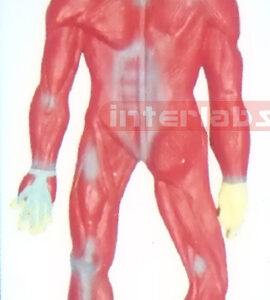 SMALL HANGING HUMAN MUSCLES SYSTEM MODEL Manufacturers and Suppliers From Ambala India