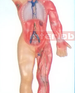 SMALL HANGING HUMAN LYMPHATIC SYSTEM MODEL Manufacturers and Suppliers From Ambala India
