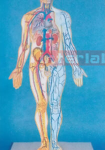 SAMLL HUMAN BLOOD FULL CIRCULATION SYSTEM MODEL Manufacturers and Suppliers From Ambala India