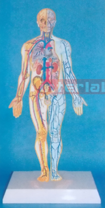 SAMLL HUMAN BLOOD FULL CIRCULATION SYSTEM MODEL Manufacturers and Suppliers From Ambala India